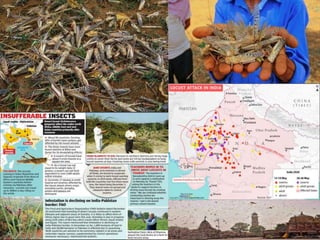 Locust attack in india | PPTX