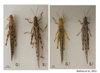 Locust current status | PDF