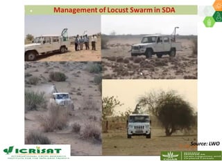 Locust current status | PDF