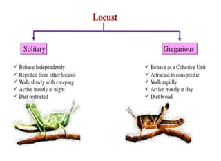 Locust current status | PDF