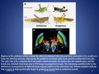 Locust migration j | PPTX