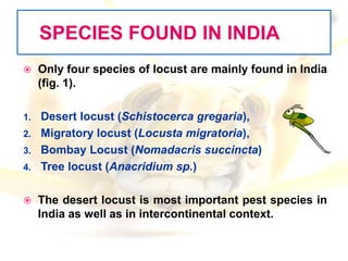 Locust presentation | PPTX