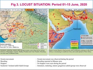 Locust presentation | PPTX