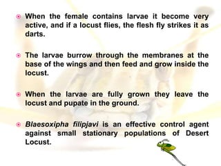 Locust presentation | PPTX