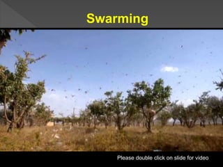 Locust presentation | PPTX