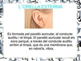 L´ORELLA EXTERNA
Es formada pel pavelló auricular, el conducte
auditiu i el timpà. El pavelló auricular recull els
sons perquè, a través del conducte auditiu
arribin al timpà, que és una membrana que,
en rebre'ls, vibra.
 