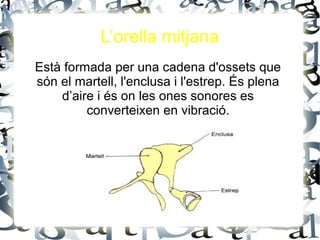 L’orella mitjana
Està formada per una cadena d'ossets que
són el martell, l'enclusa i l'estrep. És plena
d’aire i és on les ones sonores es
converteixen en vibració.
.
 