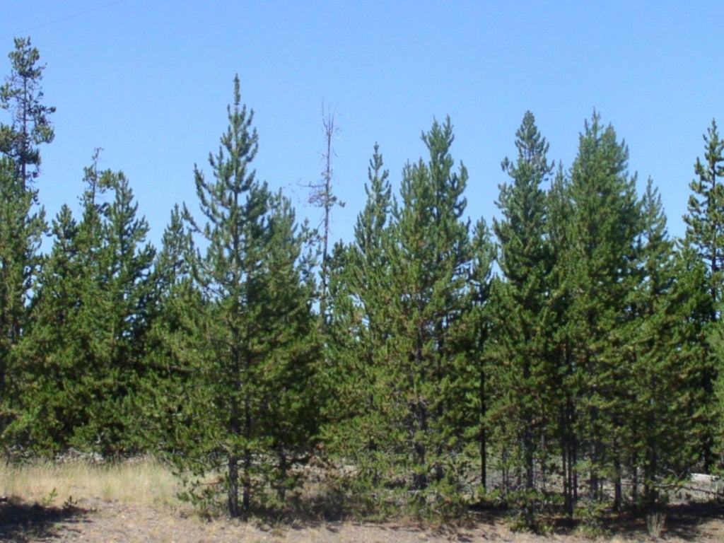 Lodgepole pine