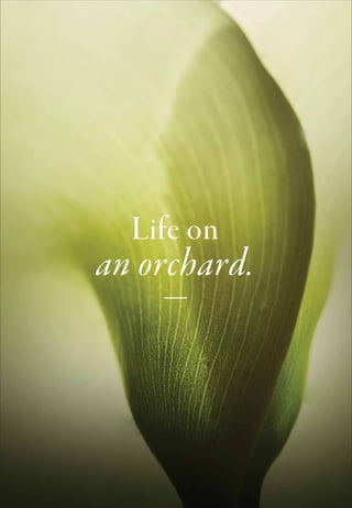 SPINE FRONT COVER
BACK COVER
Life on
an orchard.
 