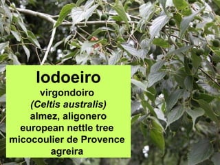 lodoeiro
virgondoiro
(Celtis australis)
almez, aligonero
european nettle tree
micocoulier de Provence
agreira
 