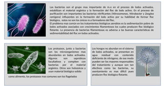 Las bacterias son el grupo mas importante de m.o en el proceso de lodos activados,
estabilizan el material orgánico y la formación del floc de lodo activo. En el proceso de
purificación son importantes las bacterias nitrificantes (Nitrosomonas, Nitrobacter y Zooglea
ramigera) influyentes en la formación del lodo activo por su habilidad de formar floc
biológico, estos no son los únicos m.o formadores del floc.
El problema mas común en los tratamientos biológicos aerobios es la sedimentación pobre de
lodos activados asociados con crecimientos filamentosos los cuales producen floc biológico
flotante. La presencia de bacterias filamentosas es adversa a las buenas características de
sedimentabilidad del floc en lodos activados.
Los hongos no abundan en el sistema
de lodos activados, se presentan en
agua residual con contenido
deficiente de nitrógeno, de ese modo
pueden ser los mayores responsables
del tratamiento y aunque son tan
efectivos como las bacterias, su
asentamiento es mas difícil pues
producen floc biológico flotante.
Los protozoos, junto a bacterias
son los microorganismos mas
abundantes en lodos activados.
Algunos son saprobicos
facultativos y compiten con
bacterias por el material
orgánico. Otros son holozoicos y
usan material biológico solido
como alimento, los protozoos mas comunes son los flagelados
 