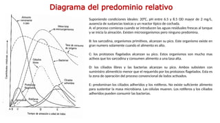 Diagrama del predominio relativo
Suponiendo condiciones ideales: 20°C, pH entre 6.5 y 8.5 OD mayor de 2 mg/L,
ausencia de sustancias toxicas y un reactor típico de cochada.
A: el proceso comienza cuando se introducen las aguas residuales frescas al tanque
y se inicia la aireación. Existen microorganismos pero ninguno predomina.
B: los sarcodina, organismos primitivos, alcanzan su pico. Este organismo existe en
gran numero solamente cuando el alimento es alto.
C: los protozoos flagelados alcanzan su pico. Estos organismos son mucho mas
activos que los sarcodina y consumen alimento a una tasa alta.
D: los ciliados libres y las bacterias alcanzan su pico. Ambos subsisten con
suministro alimenticio menor que el requerido por los protozoos flagelados. Esta es
la zona de operación del proceso convencional de lodos activados.
E: predominan los ciliados adheridos y los rotíferos. No existe suficiente alimento
para sustentar la masa microbiana. Las células mueren. Los rotíferos y los ciliados
adheridos pueden consumir las bacterias.
 