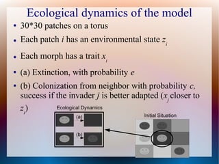 Ecological dynamics of the model
● 30*30 patches on a torus
● Each patch i has an environmental state zi
● Each morph has a trait xi
● (a) Extinction, with probability e
● (b) Colonization from neighbor with probability c,
success if the invader j is better adapted (xj
closer to
zi
)
Initial Situation(a)
(b)
Ecological Dynamics
 