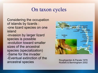 On taxon cycles
Considering the occupation
of islands by lizards :
-one lizard species on one
island
-invasion by larger lizard
species is possible
-evolution toward smaller
sizes of the ancestral
species (specialization)
-Same for the invader
-Eventual extinction of the
ancestral species
Roughgarden & Pacala 1979
Ricklefs & Bermingham 2002
 