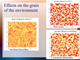 Effects on the grain
of the environment
Permanent Generalism
Taxon cycles
Permanent specialization
 