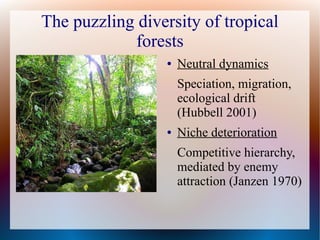 The puzzling diversity of tropical
forests
● Neutral dynamics
Speciation, migration,
ecological drift
(Hubbell 2001)
● Niche deterioration
Competitive hierarchy,
mediated by enemy
attraction (Janzen 1970)
 