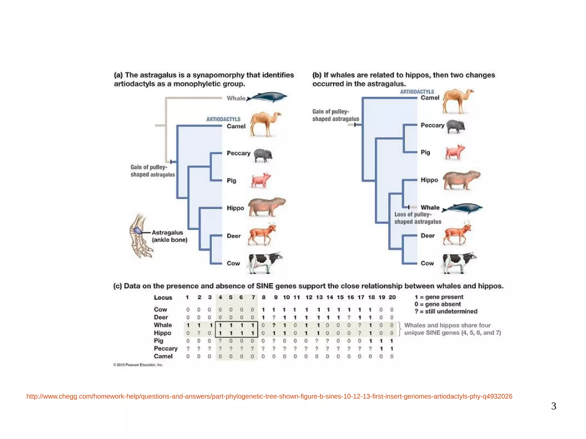 3
http://www.chegg.com/homework-help/questions-and-answers/part-phylogenetic-tree-shown-figure-b-sines-10-12-13-first-insert-genomes-artiodactyls-phy-q4932026
 