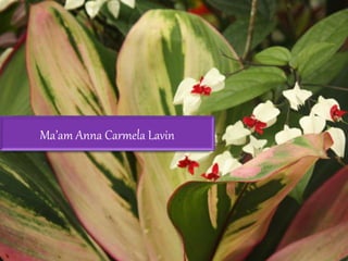 Ma’am Anna Carmela Lavin
 