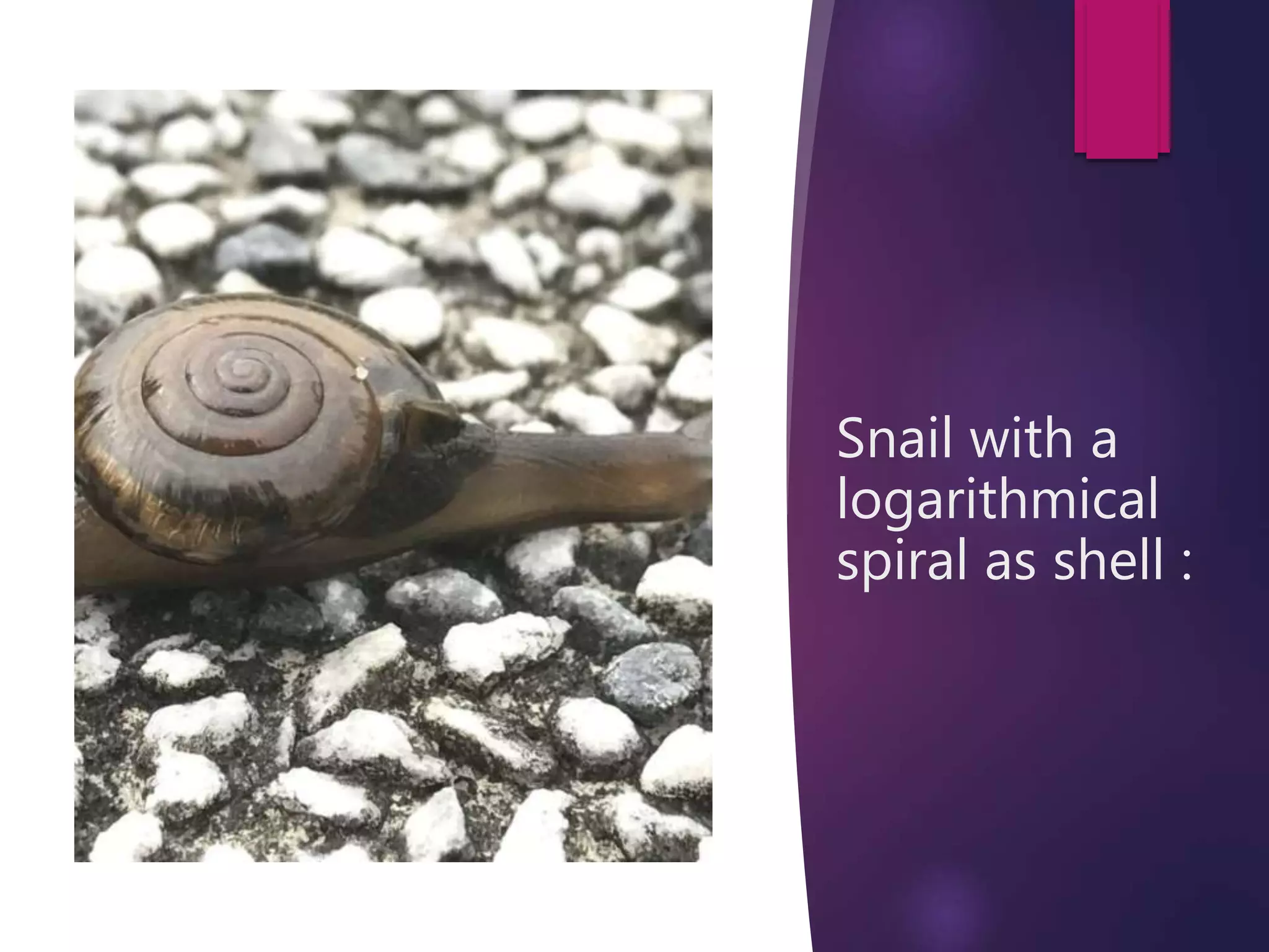 class 11 maths complex numbers ,logarithmic spirals in complex plane