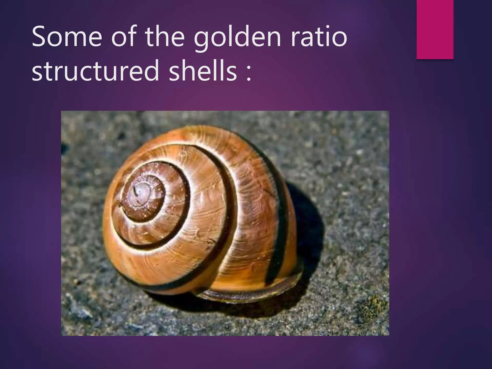 class 11 maths complex numbers ,logarithmic spirals in complex plane