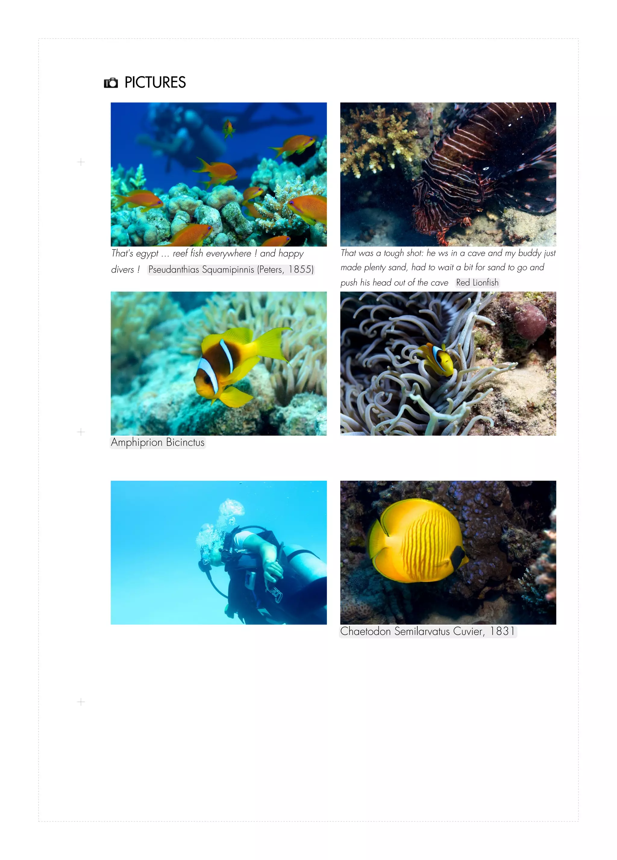 Ksso's Logbook from Diveboard.com