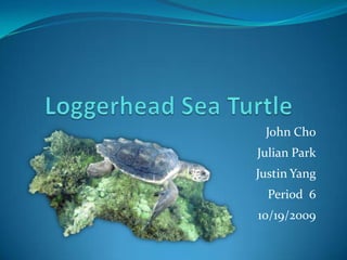 Loggerhead Sea Turtle John Cho Julian Park Justin Yang Period  6 10/19/2009 