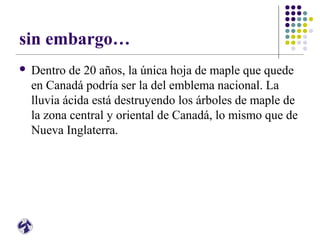 sin embargo…
 Dentro de 20 años, la única hoja de maple que quede
en Canadá podría ser la del emblema nacional. La
lluvia ácida está destruyendo los árboles de maple de
la zona central y oriental de Canadá, lo mismo que de
Nueva Inglaterra.
 