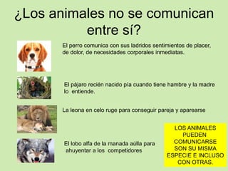 ¿Los animales no se comunican
entre sí?
El perro comunica con sus ladridos sentimientos de placer,
de dolor, de necesidades corporales inmediatas.
El pájaro recién nacido pía cuando tiene hambre y la madre
lo entiende.
La leona en celo ruge para conseguir pareja y aparearse
El lobo alfa de la manada aúlla para
ahuyentar a los competidores
LOS ANIMALES
PUEDEN
COMUNICARSE
SON SU MISMA
ESPECIE E INCLUSO
CON OTRAS.
 