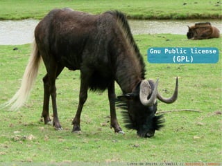 Gnu Public license
                      (GPL)




Libre de droits // Vassil // Wikimedia commons
 
