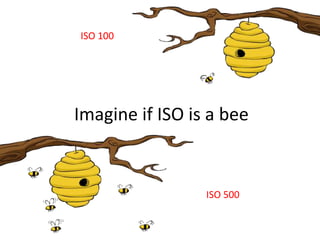 Imagine if ISO is a bee
ISO 100
ISO 500
 