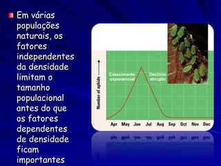 Em várias
populações
naturais, os
fatores
independentes
da densidade
limitam o       Crescimento
                exponencial
                              Declínio
                              abrupto

tamanho
populacional
antes do que
os fatores
dependentes
de densidade
ficam
importantes
 