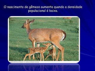 O nascimento de gêmeos aumenta quando a densidade
               populacional é baixa.
 