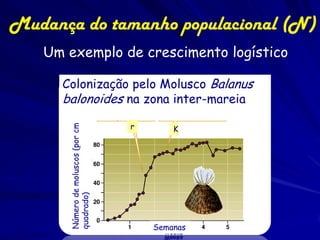 Mudança do tamanho populacional (N)
   Um exemplo de crescimento logístico

      Colonização pelo Molusco Balanus
      balonoides na zona inter-mareia
                                    r
       Número de moluscos (por cm




                                            K
       quadrado)




                                        Semanas
 