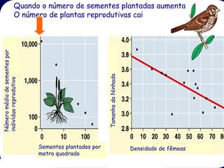 Quando o número de sementes plantadas aumenta
                      O número de plantas reprodutivas cai
Número médio de sementes por




                                                        Tamanho da Ninhada
indivíduo reprodutivo




                               Sementes plantados por                        Densidade de fêmeas
                               metro quadrado
 