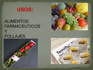 USOS:
ALIMENTOS,
FARMACEUTICOS
Y
FOLLAJES
 