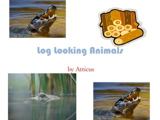 Log Looking Animals by Atticus 