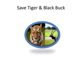 Save Tiger & Black Buck
 