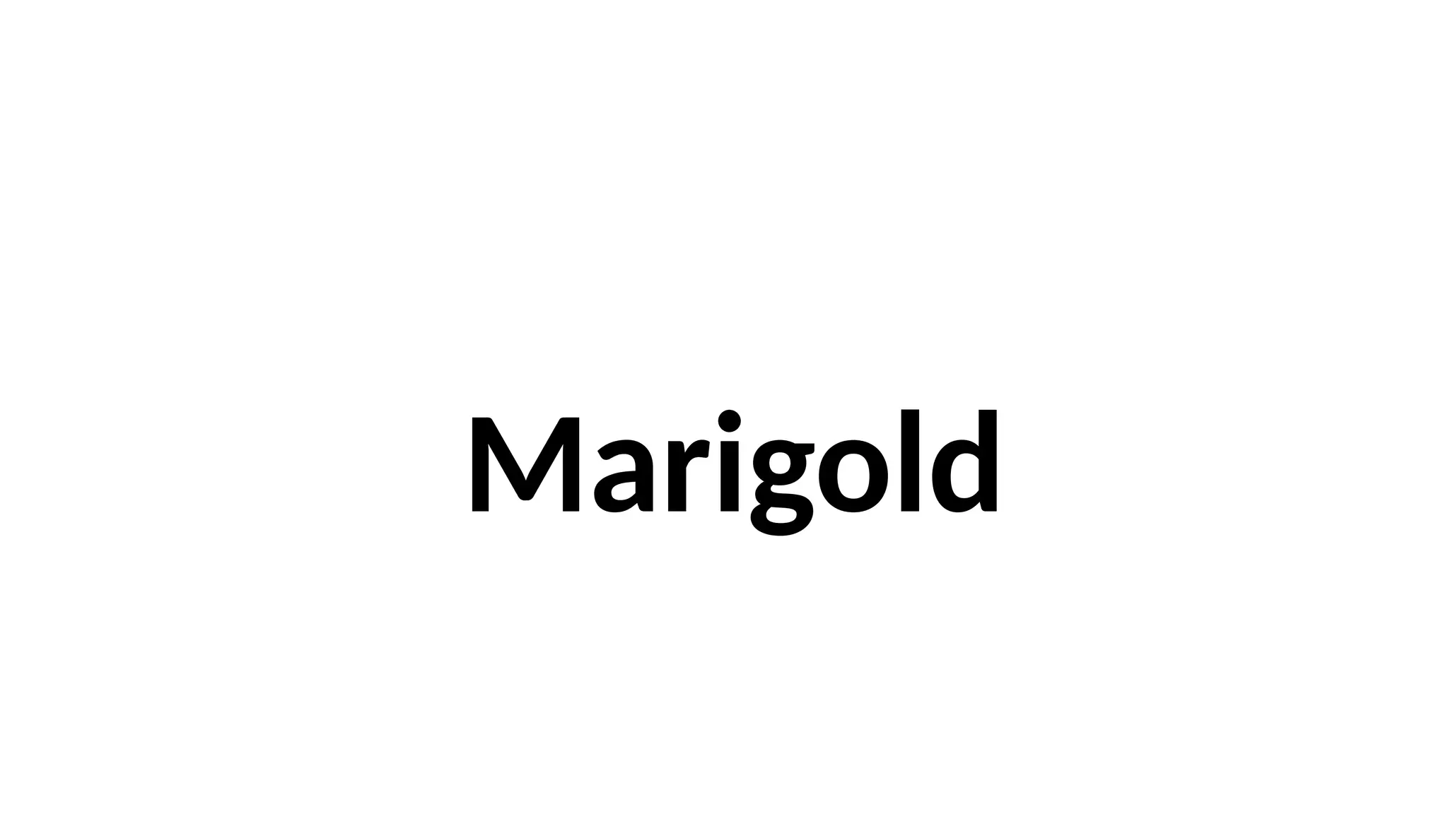 Marigold
 