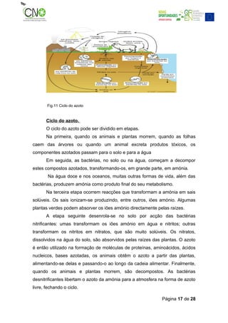 Fig.11 Ciclo do azoto


       Ciclo do azoto.
       O ciclo do azoto pode ser dividido em etapas.
       Na primeira, quando os animais e plantas morrem, quando as folhas
caem das árvores ou quando um animal excreta produtos tóxicos, os
componentes azotados passam para o solo e para a água
       Em seguida, as bactérias, no solo ou na água, começam a decompor
estes compostos azotados, transformando-os, em grande parte, em amónia.
        Na água doce e nos oceanos, muitas outras formas de vida, além das
bactérias, produzem amónia como produto final do seu metabolismo.
       Na terceira etapa ocorrem reacções que transformam a amónia em sais
solúveis. Os sais ionizam-se produzindo, entre outros, iões amónio. Algumas
plantas verdes podem absorver os iões amónio directamente pelas raízes.
       A etapa seguinte desenrola-se no solo por acção das bactérias
nitrificantes: umas transformam os iões amónio em água e nitritos; outras
transformam os nitritos em nitratos, que são muito solúveis. Os nitratos,
dissolvidos na água do solo, são absorvidos pelas raízes das plantas. O azoto
é então utilizado na formação de moléculas de proteínas, aminoácidos, ácidos
nucleicos, bases azotadas, os animais obtêm o azoto a partir das plantas,
alimentando-se delas e passando-o ao longo da cadeia alimentar. Finalmente,
quando os animais e plantas morrem, são decompostos. As bactérias
desnitrificantes libertam o azoto da amónia para a atmosfera na forma de azoto
livre, fechando o ciclo.

                                                              Página 17 de 28
 