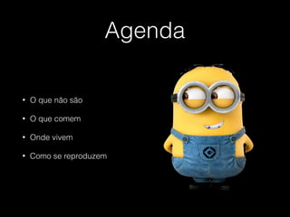 Agenda
• O que não são
• O que comem
• Onde vivem
• Como se reproduzem
 