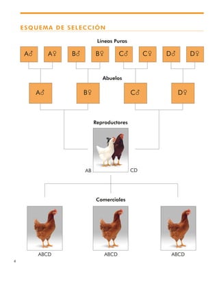 4
Líneas Puras
Abuelos
Reproductores
Comerciales
AB CD
ABCD ABCD ABCD
ESQUEMA DE SELECCIÓN
A(
A( B& C( D&
A& B( B& C( C& D( D&
 