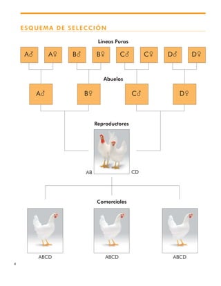 4
Líneas Puras
Abuelos
Reproductores
Comerciales
AB CD
ABCD ABCD ABCD
ESQUEMA DE SELECCIÓN
A么
A么 B乆 C么 D乆
A乆 B么 B乆 C么 C乆 D么 D乆
 
