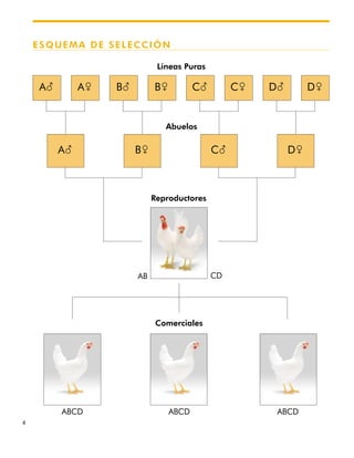 4
Líneas Puras
Abuelos
Reproductores
Comerciales
AB CD
ABCD ABCD ABCD
ESQUEMA DE SELECCIÓN
A(
A( B& C( D&
A& B( B& C( C& D( D&
 