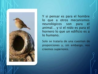 Y si pensar es para el hombre
lo que a otros mecanismos
neurológicos son para el
animal… y si el nido es para el
hornero lo que un edificio es a
lo humano.
Solo se trataria de una cuestion de
proporciones y, sin embargo, nos
creemos superiores.
 