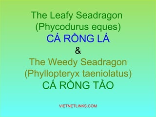 The Leafy Seadragon  (Phycodurus eques) CÁ RỒNG LÁ & The Weedy Seadragon (Phyllopteryx taeniolatus) CÁ RỒNG TẢO VIETNETLINKS.COM 