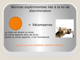 Expérience de SHENGER-KRESTOVNIKOVA
Névrose expérimentale liée à la loi de
discrimination
= Récompense
Le chien est devant un écran
Un cercle apparait dans cet écran.
Quand un cercle apparait, il est récompensé.
 