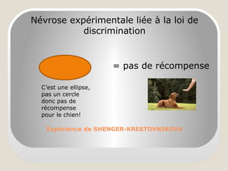 Expérience de SHENGER-KRESTOVNIKOVA
Névrose expérimentale liée à la loi de
discrimination
= pas de récompense
C’est une ellipse,
pas un cercle
donc pas de
récompense
pour le chien!
 