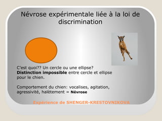 Expérience de SHENGER-KRESTOVNIKOVA
Névrose expérimentale liée à la loi de
discrimination
C’est quoi?? Un cercle ou une ellipse?
Distinction impossible entre cercle et ellipse
pour le chien.
Comportement du chien: vocalises, agitation,
agressivité, halètement = Névrose
 
