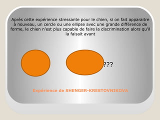 Expérience de SHENGER-KRESTOVNIKOVA
Après cette expérience stressante pour le chien, si on fait apparaitre
à nouveau, un cercle ou une ellipse avec une grande différence de
forme, le chien n’est plus capable de faire la discrimination alors qu’il
la faisait avant
??????
 