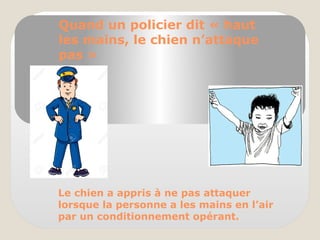 Quand un policier dit « haut
les mains, le chien n’attaque
pas »
Le chien a appris à ne pas attaquer
lorsque la personne a les mains en l’air
par un conditionnement opérant.
 
